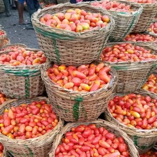 Basket of tomatoes