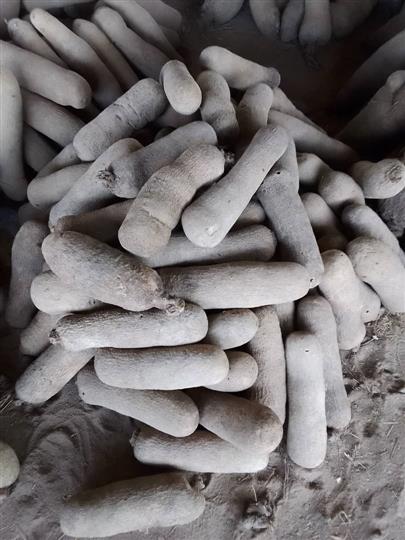 Sweet and white benue yams