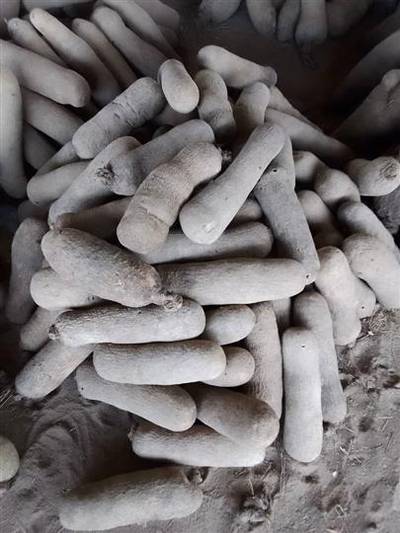 Sweet and white benue yams