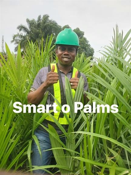 Oil palm seedlings, sprouted seeds