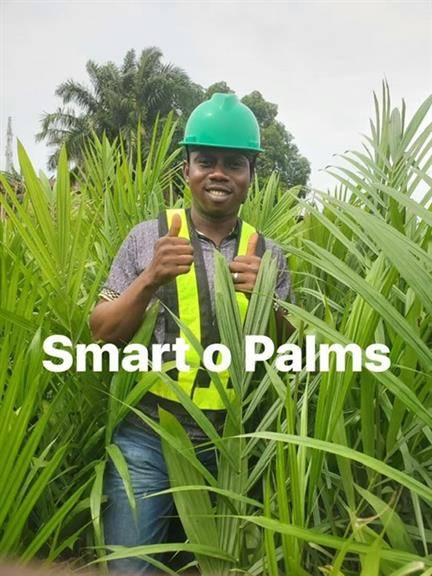 Oil palm seedlings, sprouted seeds