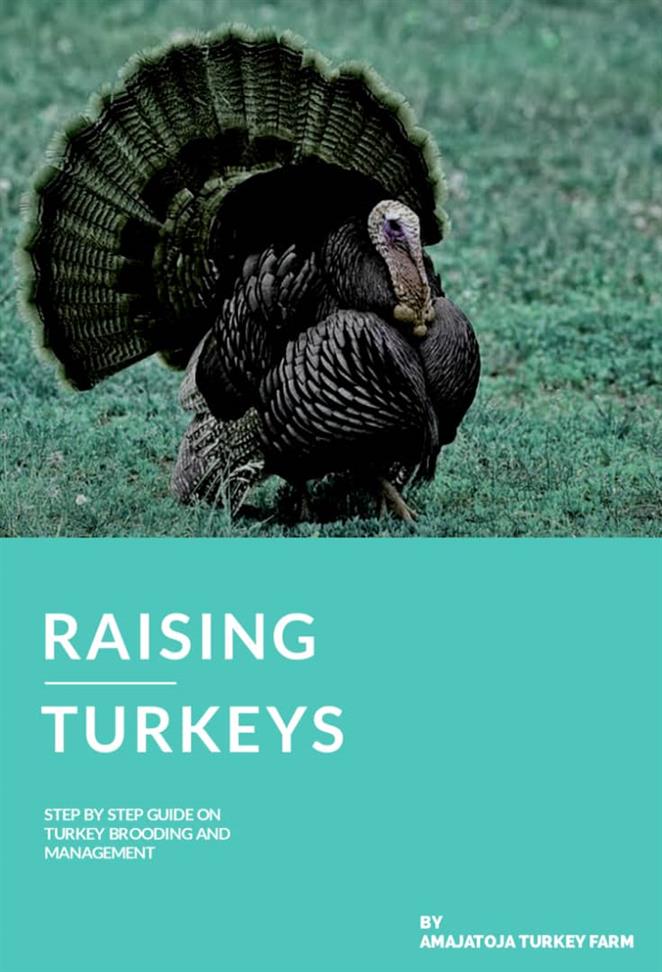 Raising Turkeys