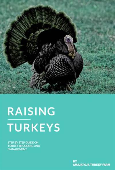 Raising Turkeys
