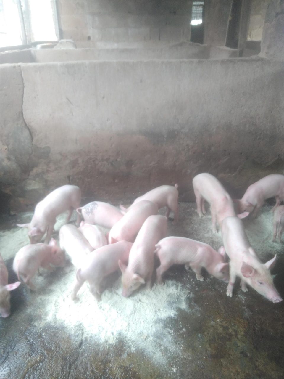 Pigs and Pork