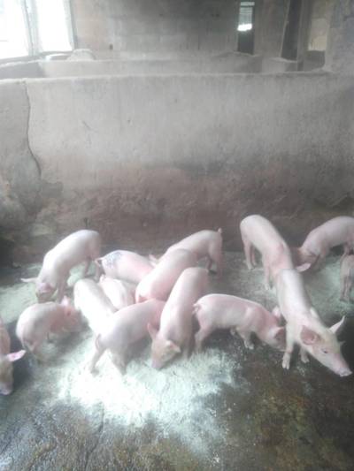 Pigs and Pork