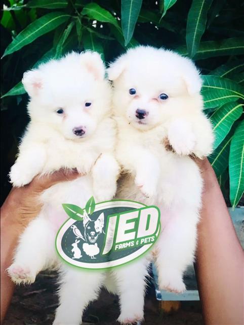 Pet puppies
