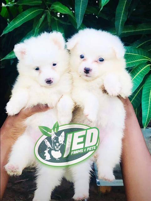 Pet puppies
