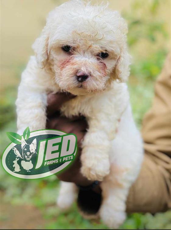 Male lhassa Apso puppy available