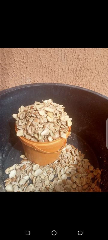 Ogbono