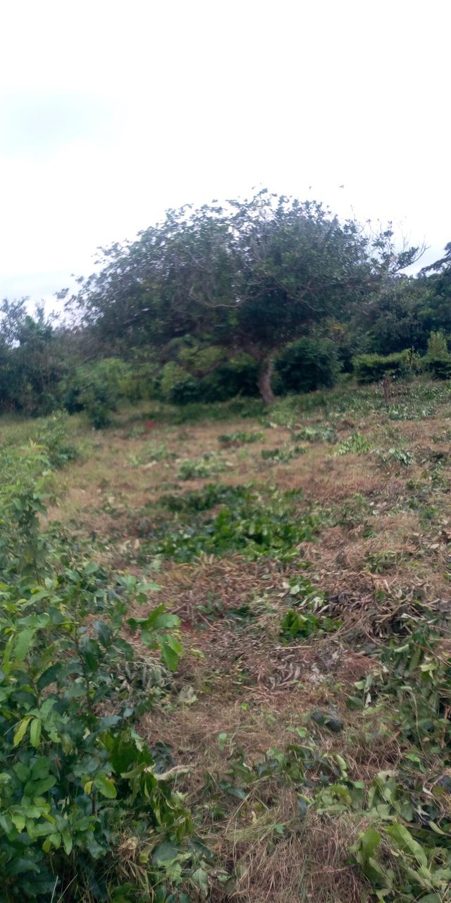 100 by 100 plot of land