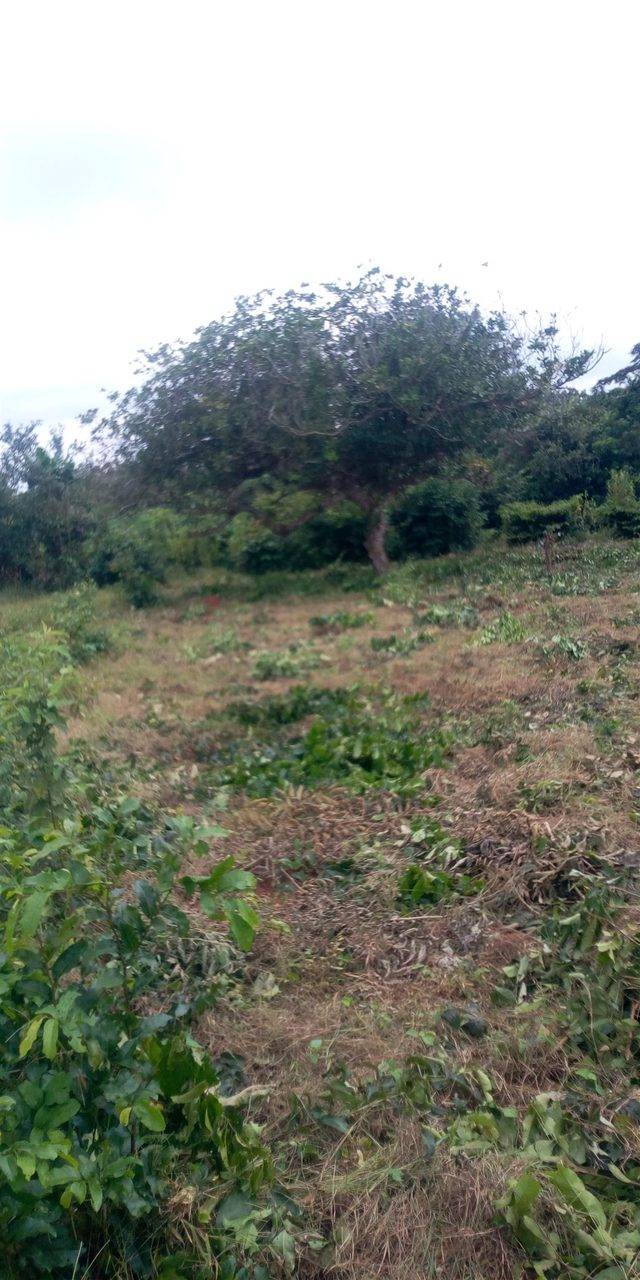 100 by 100 plot of land