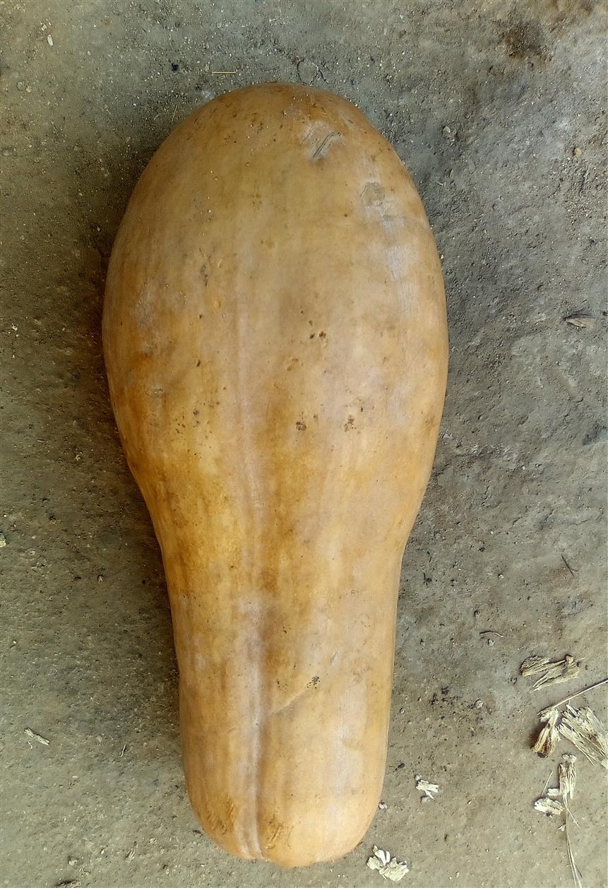 Pumpkin