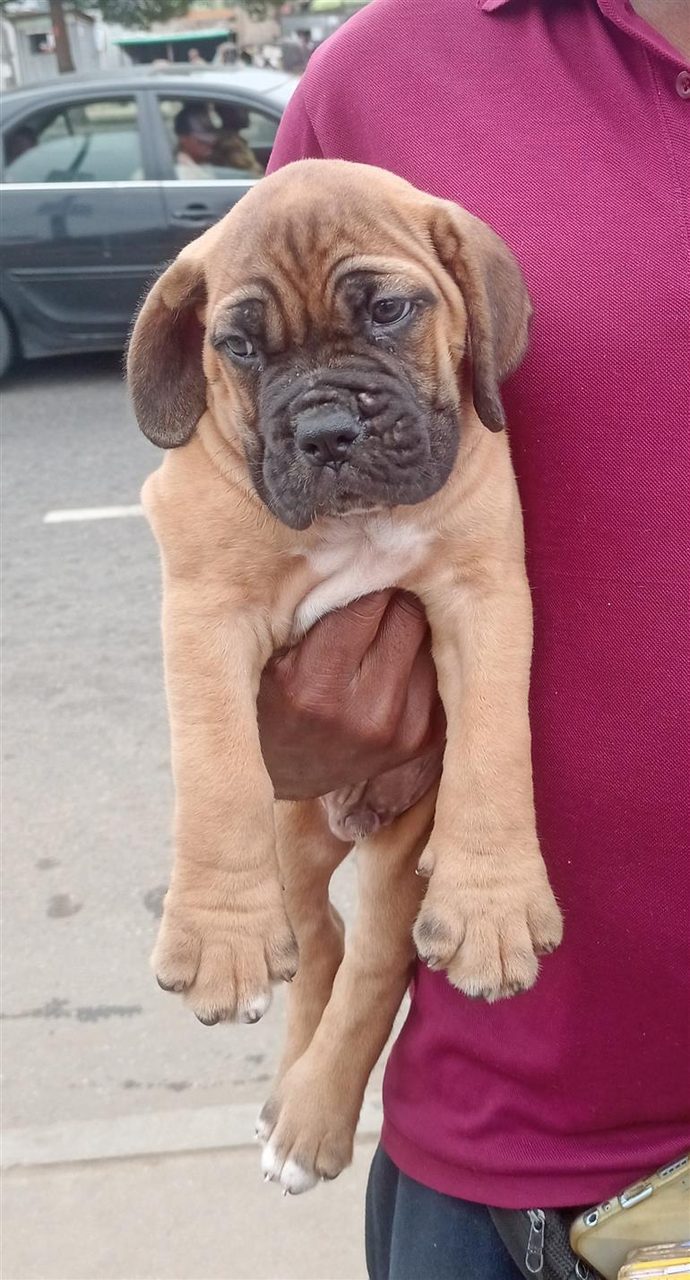 S.A Boerboel puppy