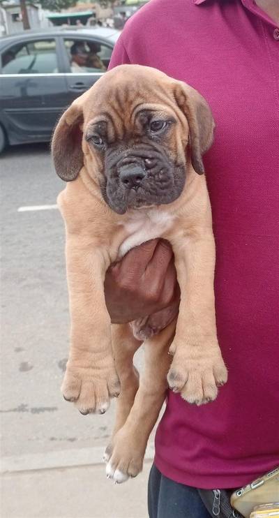 S.A Boerboel puppy