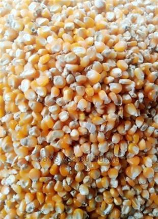 Yellow Corn(100kg)