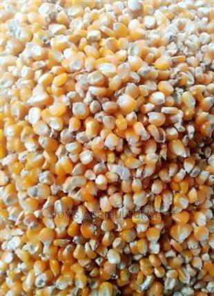 Yellow Corn(100kg)