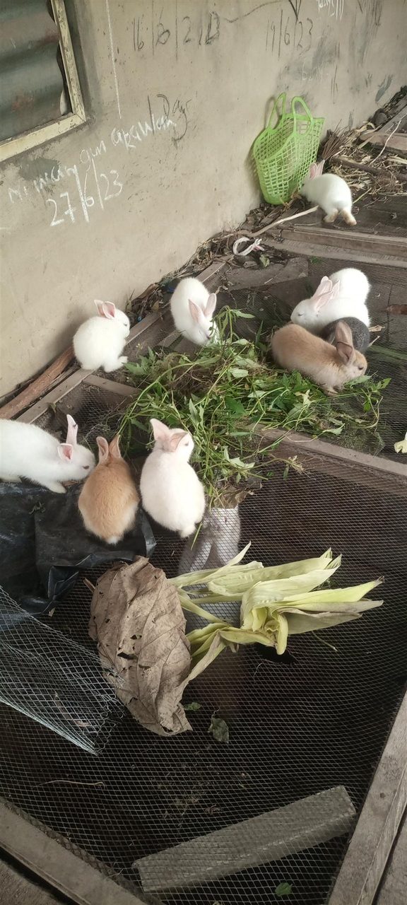 Rabbit