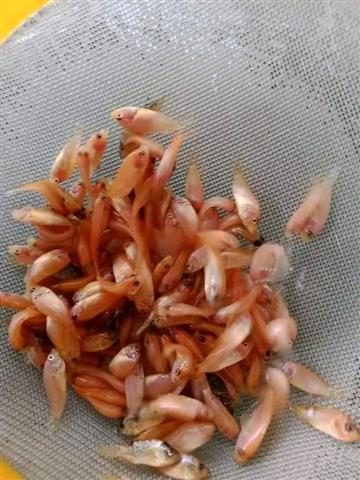 Tilapia Fish Seed