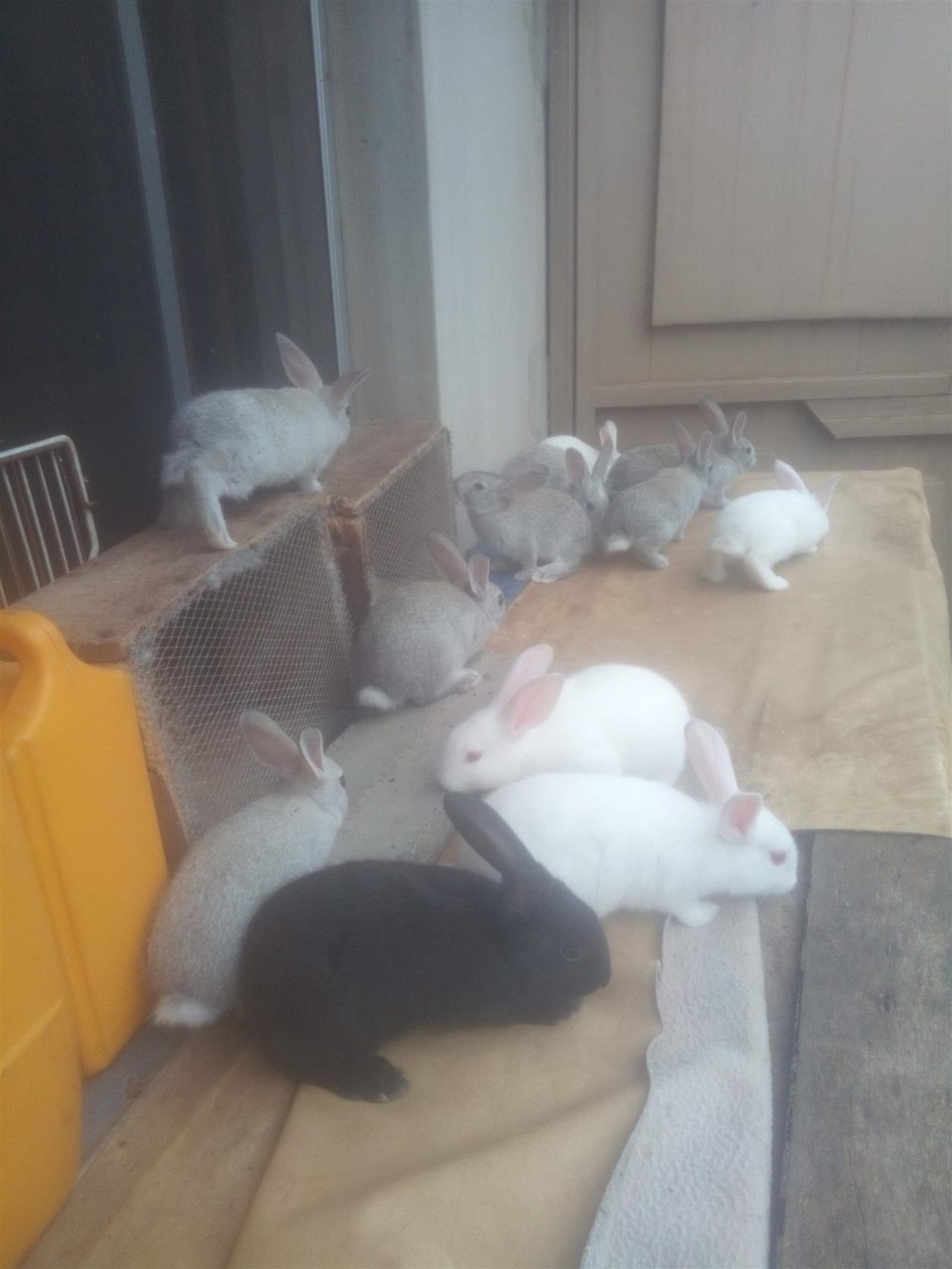 Rabbit