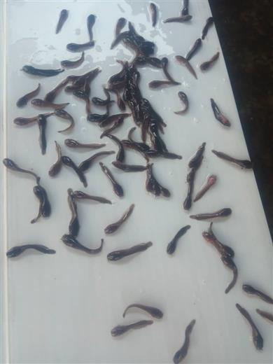 Catfish Seed