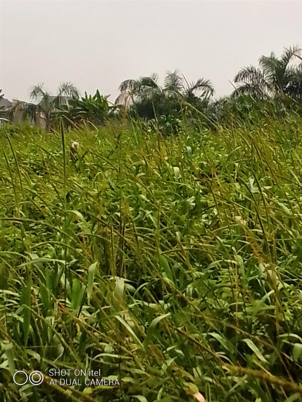 PLOTS OF LAND FOR SALE
