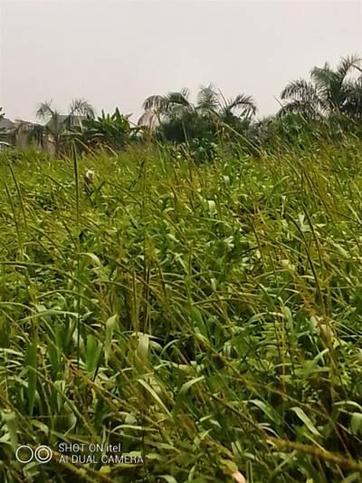 PLOTS OF LAND FOR SALE