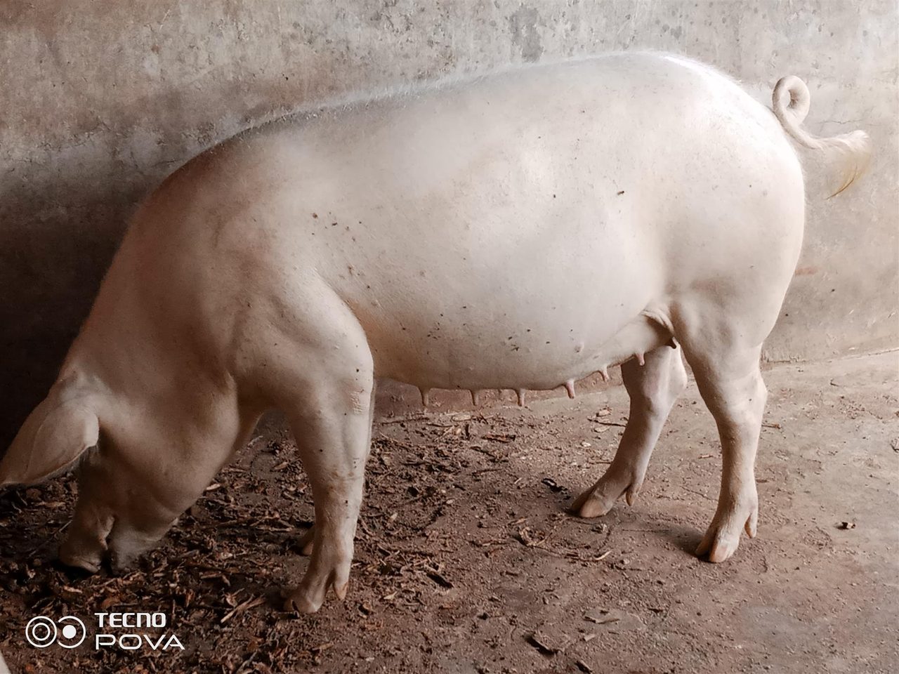 Matured Gilt & Weaners Available