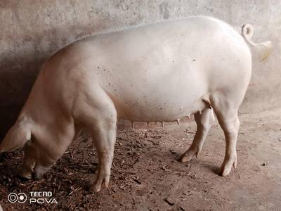 Matured Gilt & Weaners Available