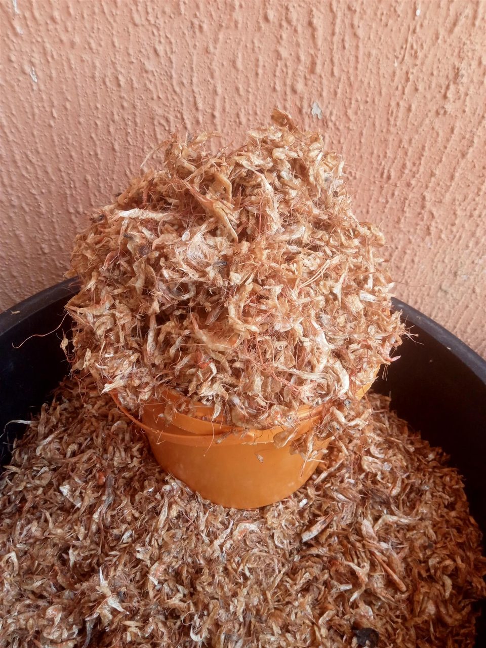 Oron crayfish