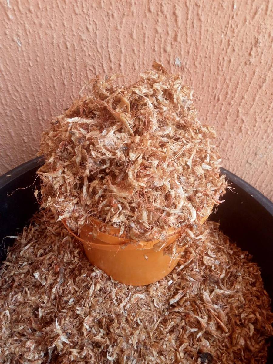 Oron crayfish