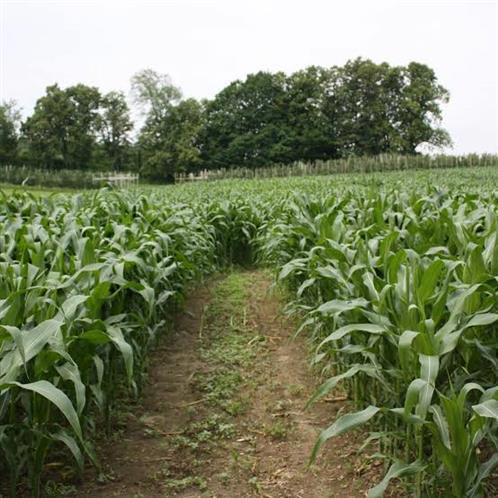Farming land for sale