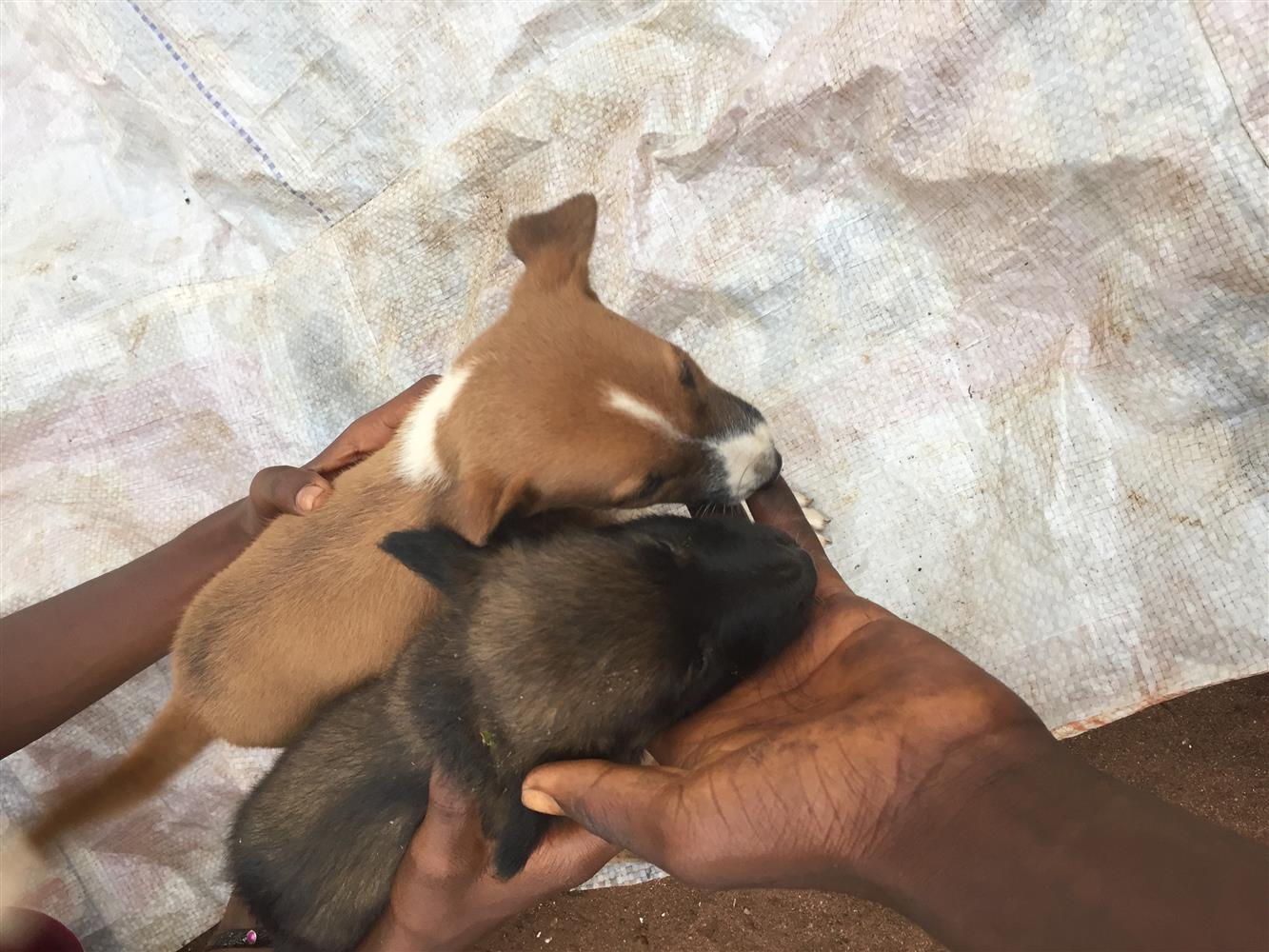 Six weeks old