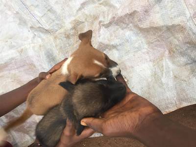 Six weeks old