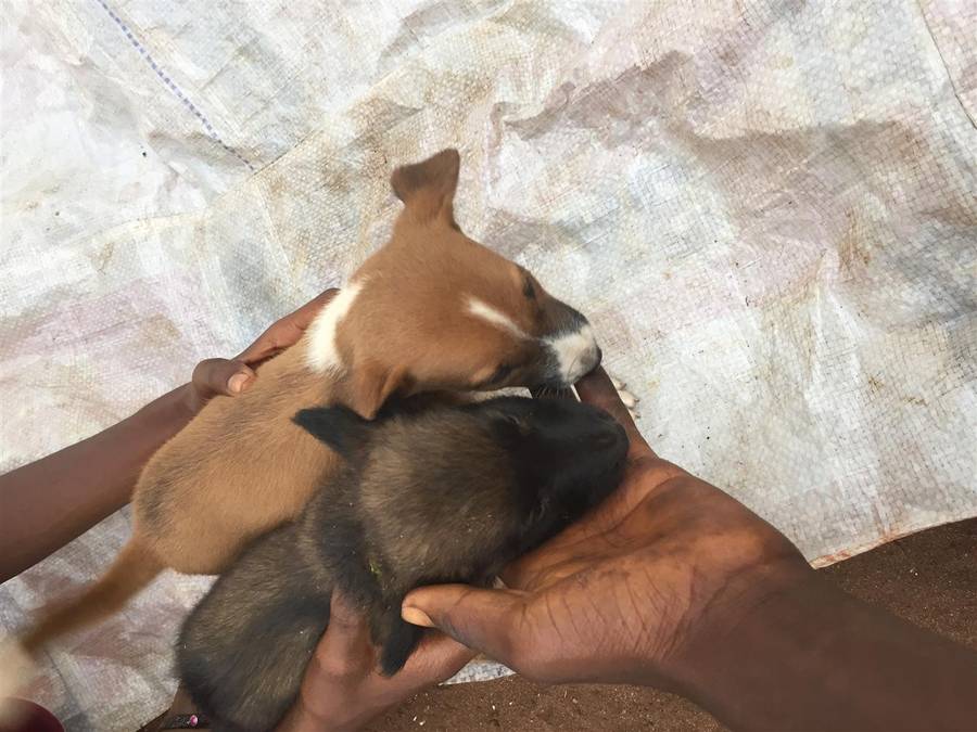 Six weeks old