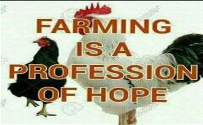 Poultry feed