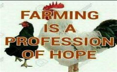 Poultry feed