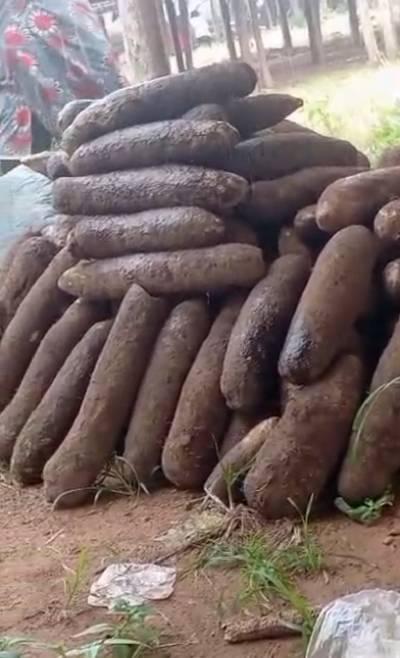 Fresh Yam and Crayfish(Wholesale and Retail)