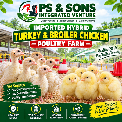 Day old chicks broiler/layers