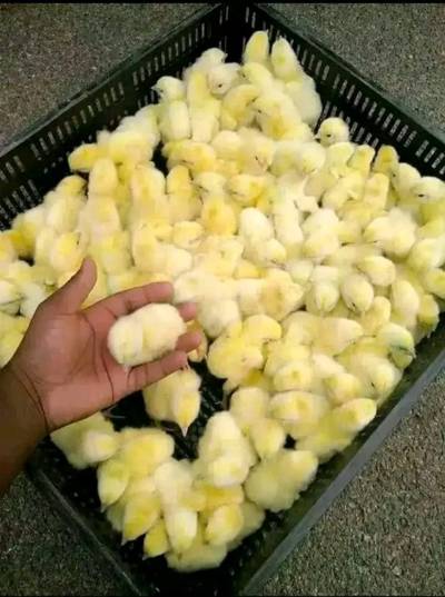 Day old chicks broiler/ layers and other poultry farm equipment