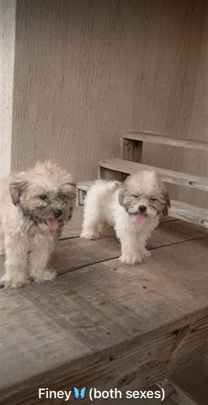 Puppies at affordable price