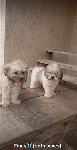 Puppies at affordable price