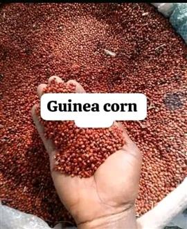 Oba Golden Foods , Products and Services